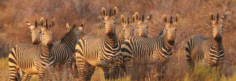 Africa
