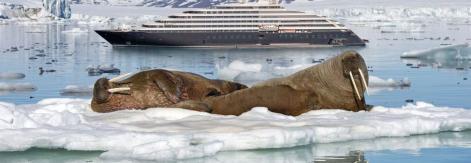 Arctic cruises