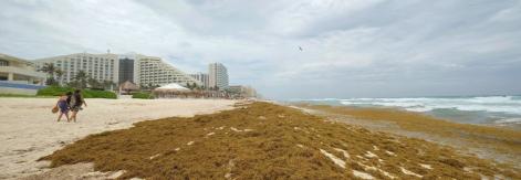 sargassum