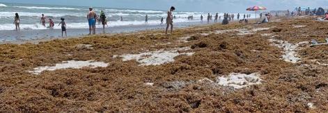 sargassum