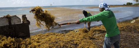 sargassum