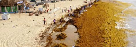 sargassum