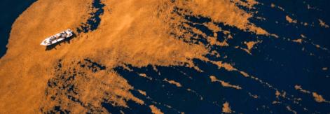 Mexico sargassum
