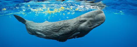 Dominica Sperm Whales