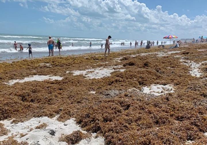 sargassum