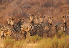 Africa