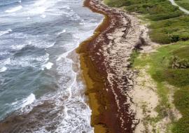 sargassum