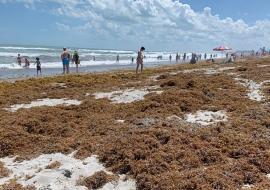 sargassum