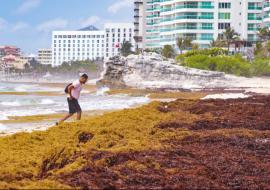 sargassum