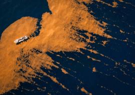 Mexico sargassum