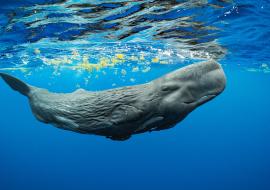 Dominica Sperm Whales