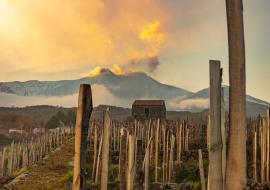 Etna winneries