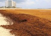 sargassum