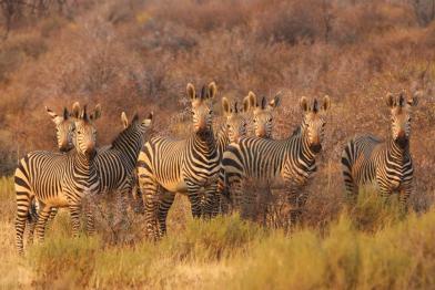 Africa
