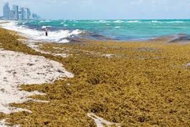 sargassum