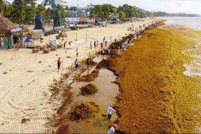 sargassum
