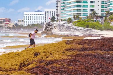 sargassum