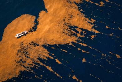 Mexico sargassum